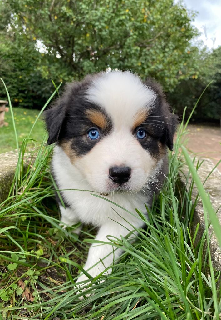 Rainbow's Rivers Shepherds - Chiot disponible  - Berger Australien