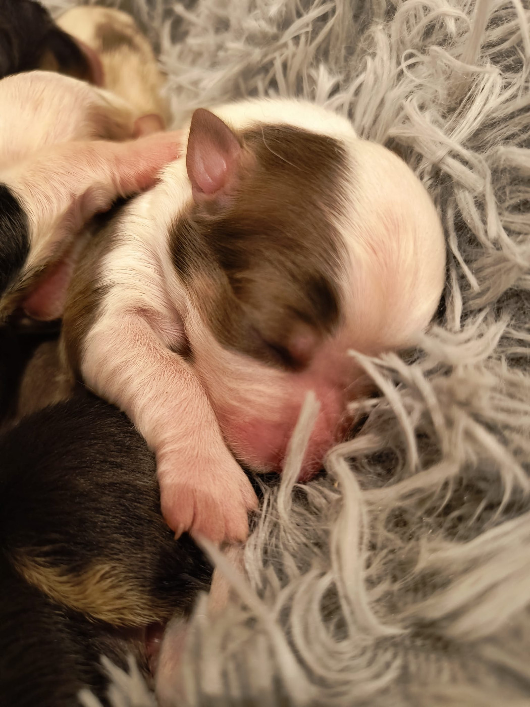 Et voilà ils sont là !!!! Nés ce 19 octobre !!! 8 bébés choux. Bientôt les photos....