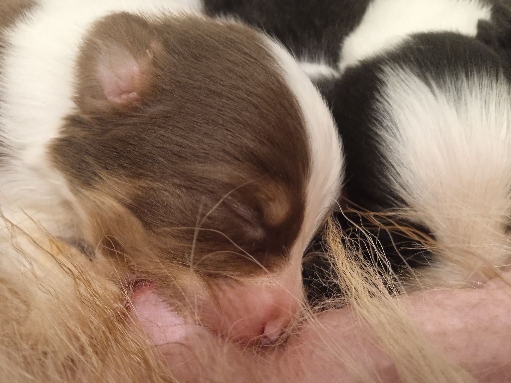 Chiots nés chez nous