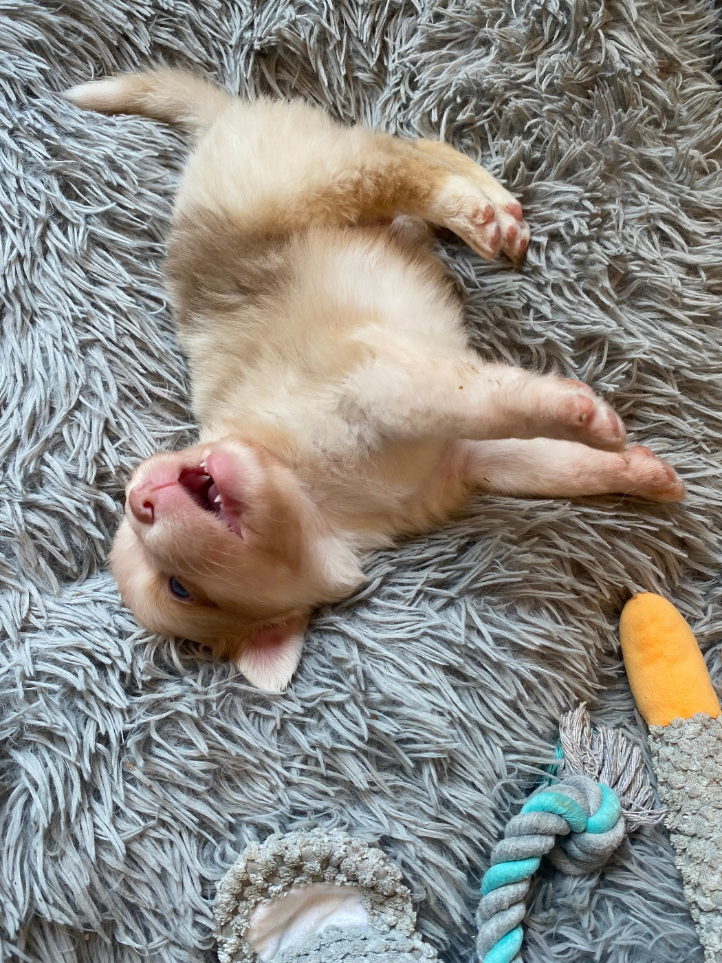 Rainbow's Rivers Shepherds - Chiots disponibles - Berger Australien