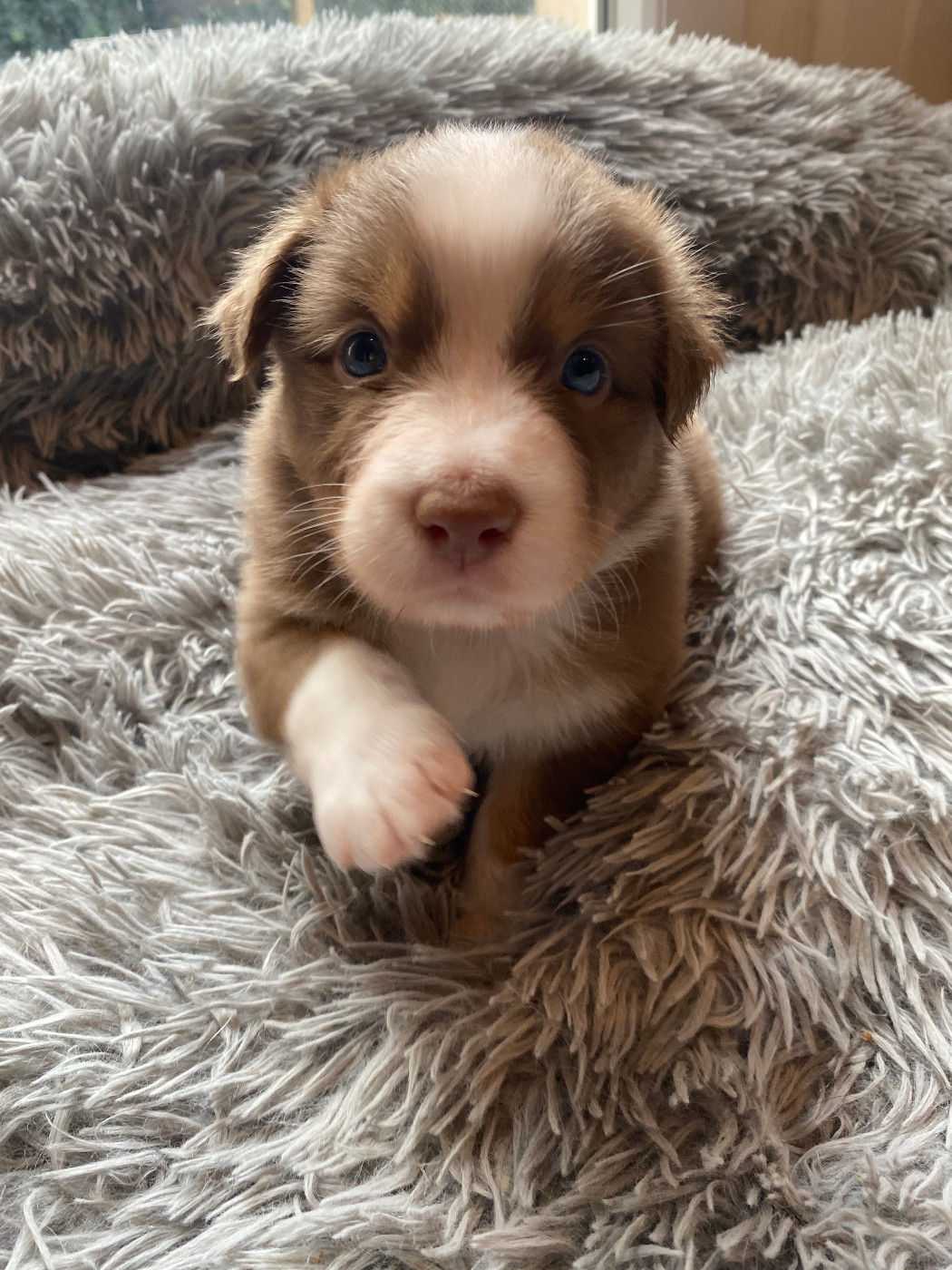 Rainbow's Rivers Shepherds - Chiots disponibles - Berger Australien