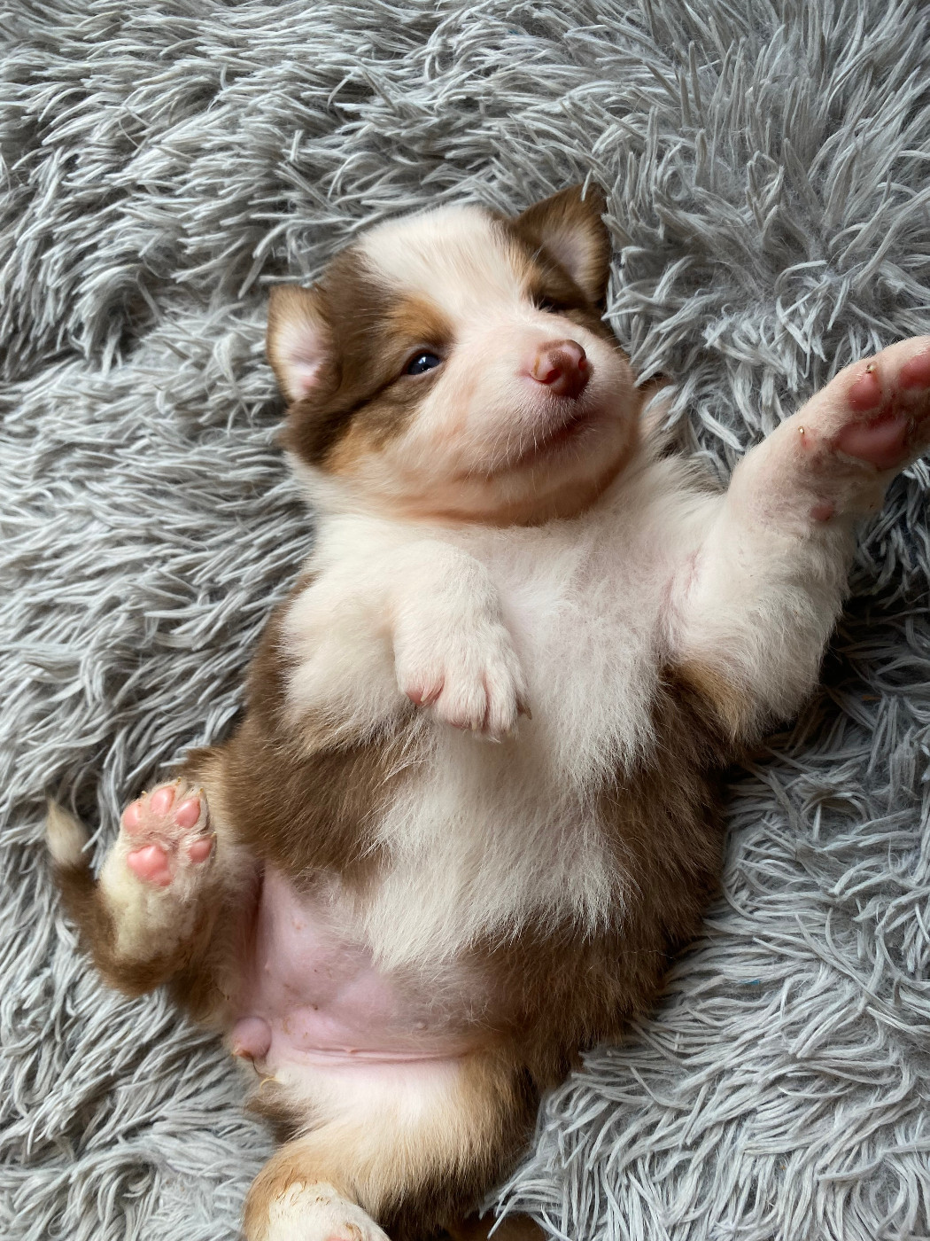 Rainbow's Rivers Shepherds - Chiots disponibles - Berger Australien