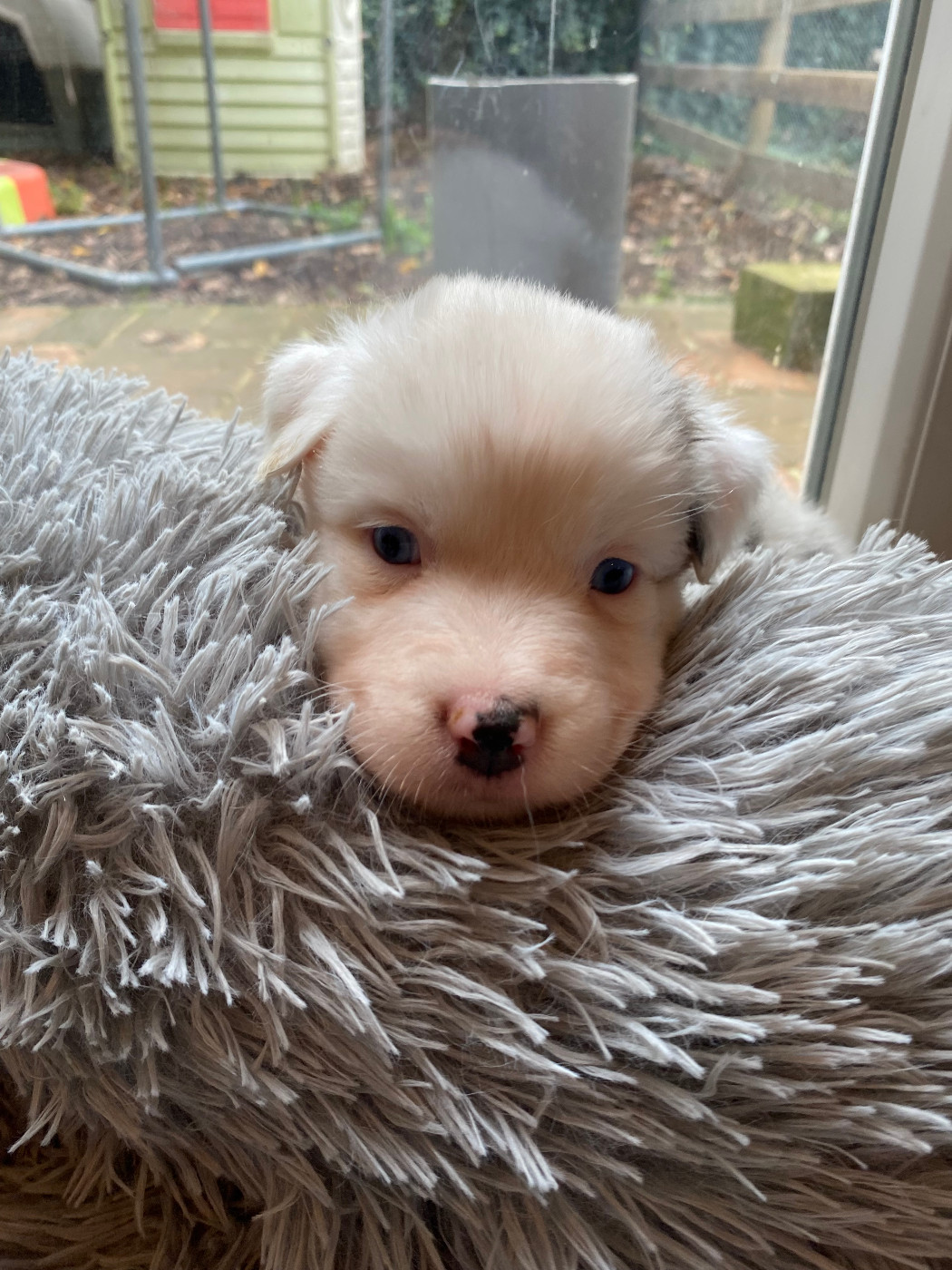 Rainbow's Rivers Shepherds - Chiots disponibles - Berger Australien