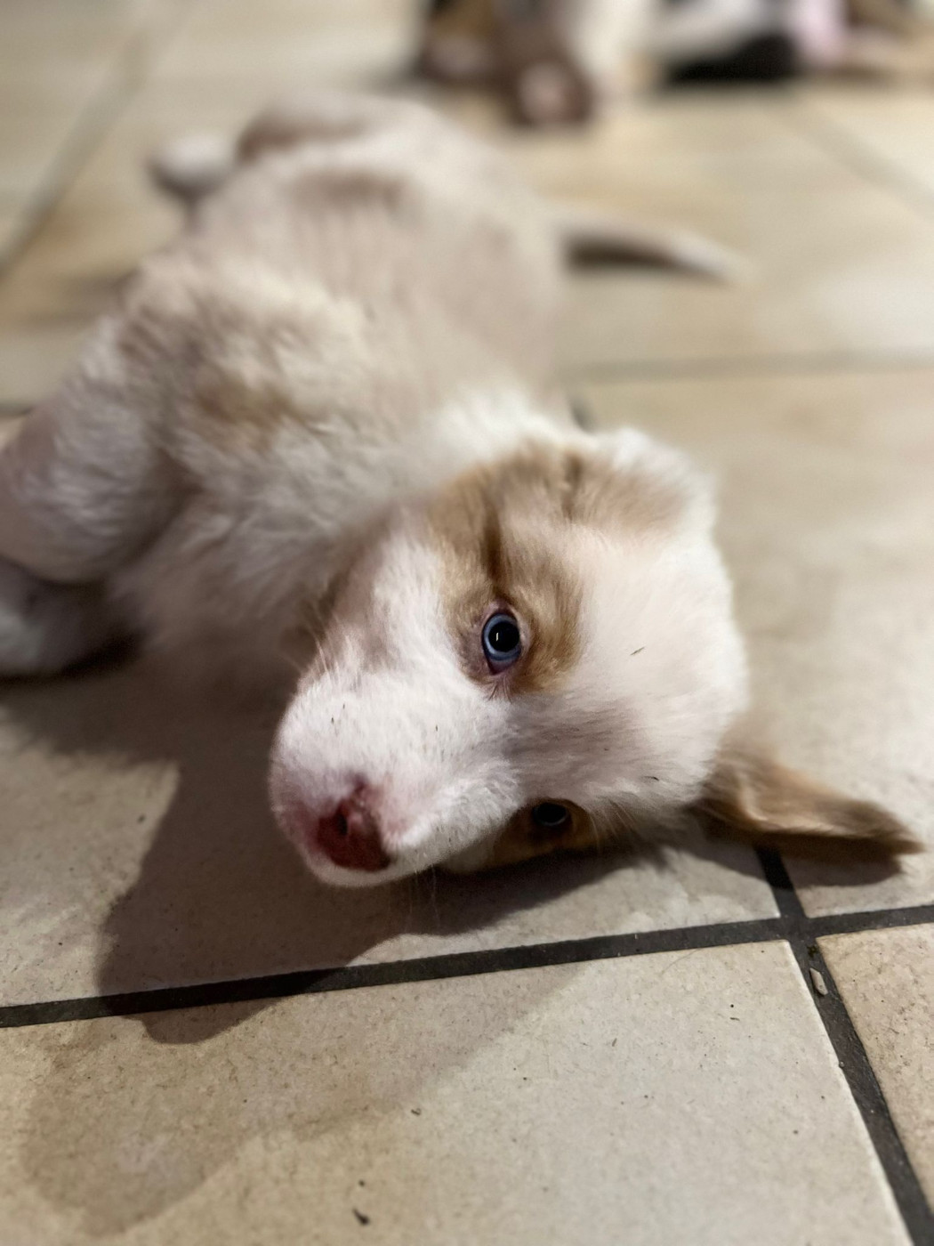 Rainbow's Rivers Shepherds - Chiots disponibles - Berger Australien