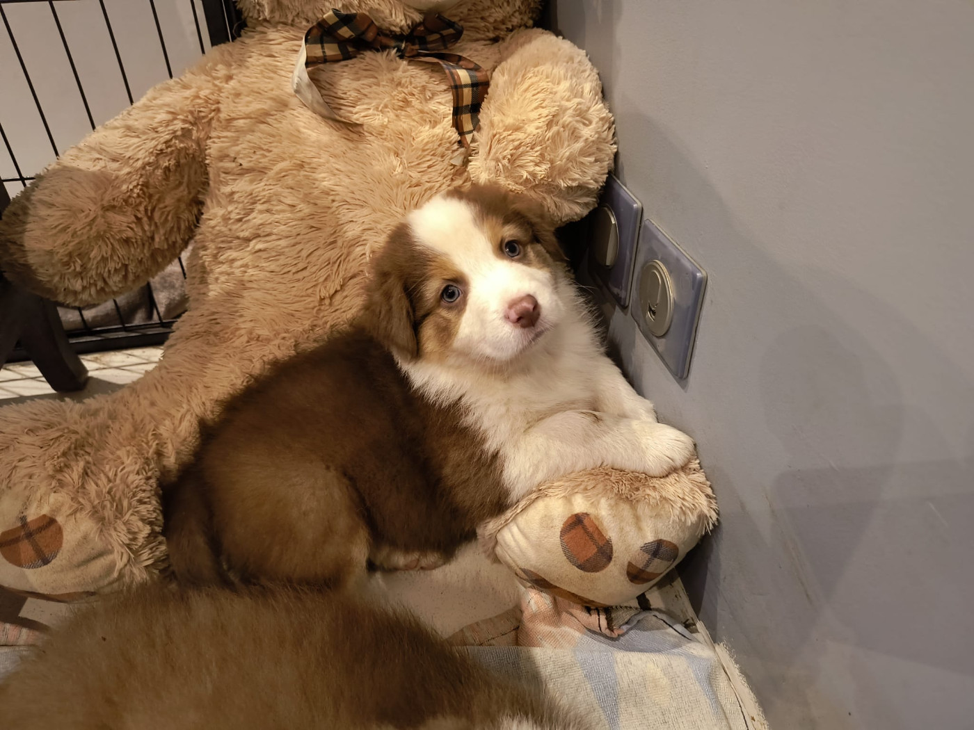 Rainbow's Rivers Shepherds - Chiots disponibles - Berger Australien