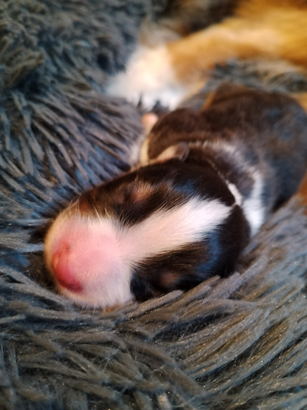 Rainbow's Rivers Shepherds - Chiots disponibles - Berger Australien
