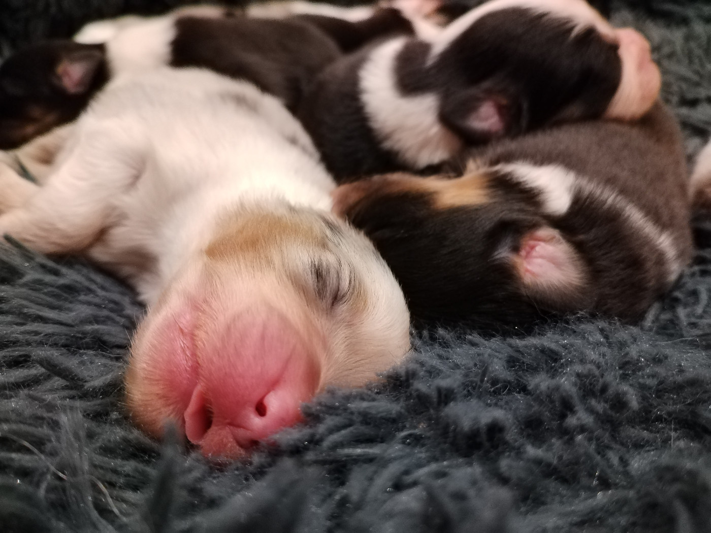 Rainbow's Rivers Shepherds - Chiots disponibles - Berger Australien