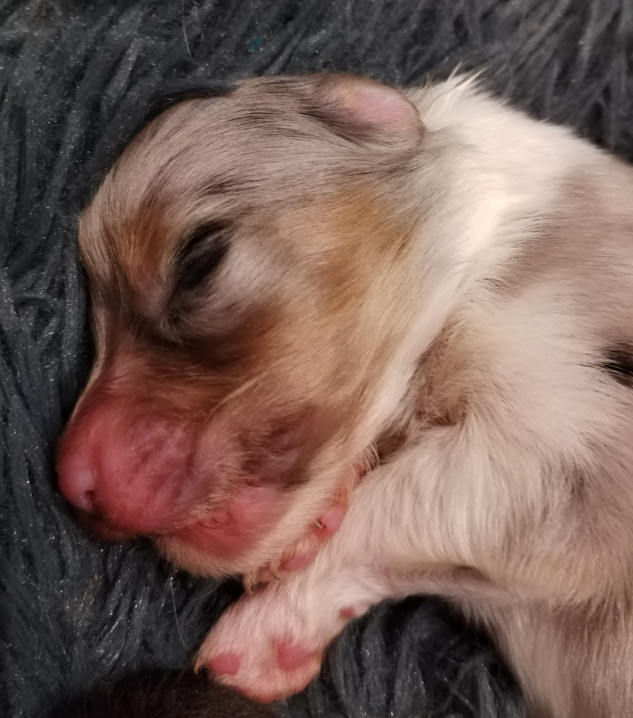Rainbow's Rivers Shepherds - Chiots disponibles - Berger Australien