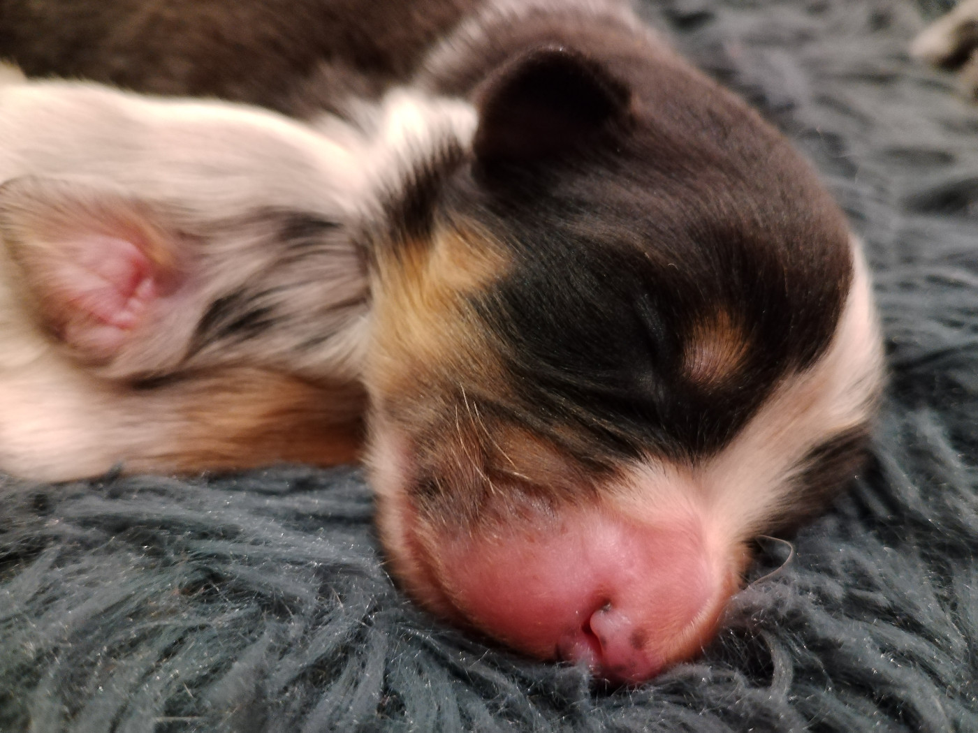 Rainbow's Rivers Shepherds - Chiots disponibles - Berger Australien