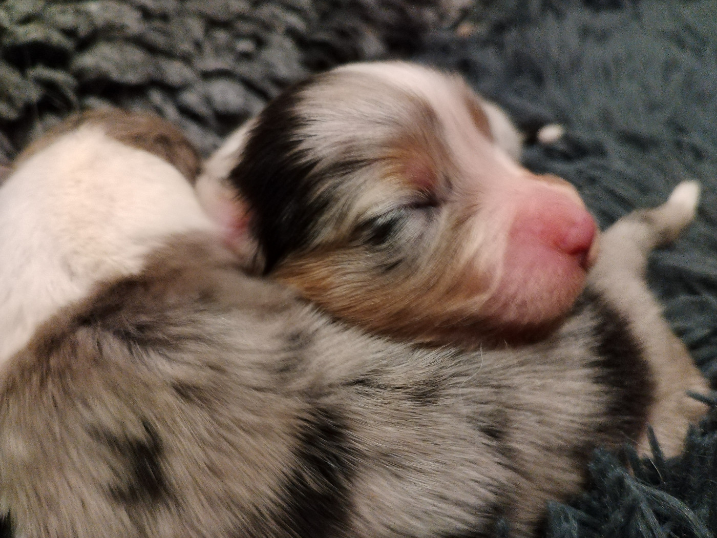 Rainbow's Rivers Shepherds - Chiots disponibles - Berger Australien