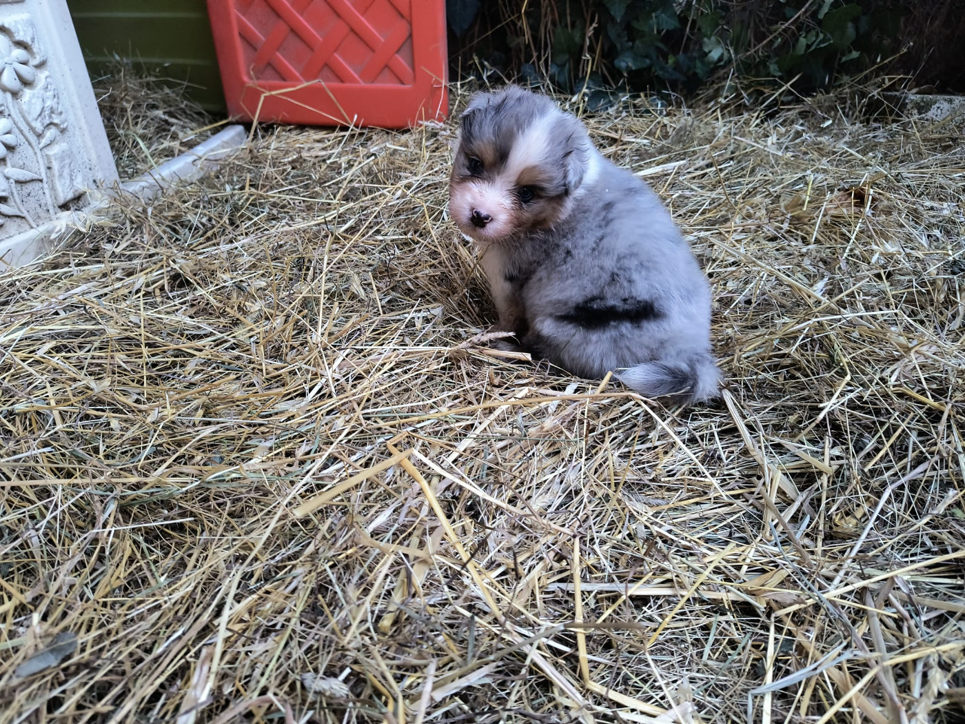 Rainbow's Rivers Shepherds - Chiots disponibles - Berger Australien