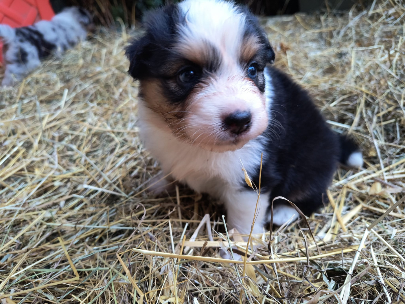 Rainbow's Rivers Shepherds - Chiots disponibles - Berger Australien
