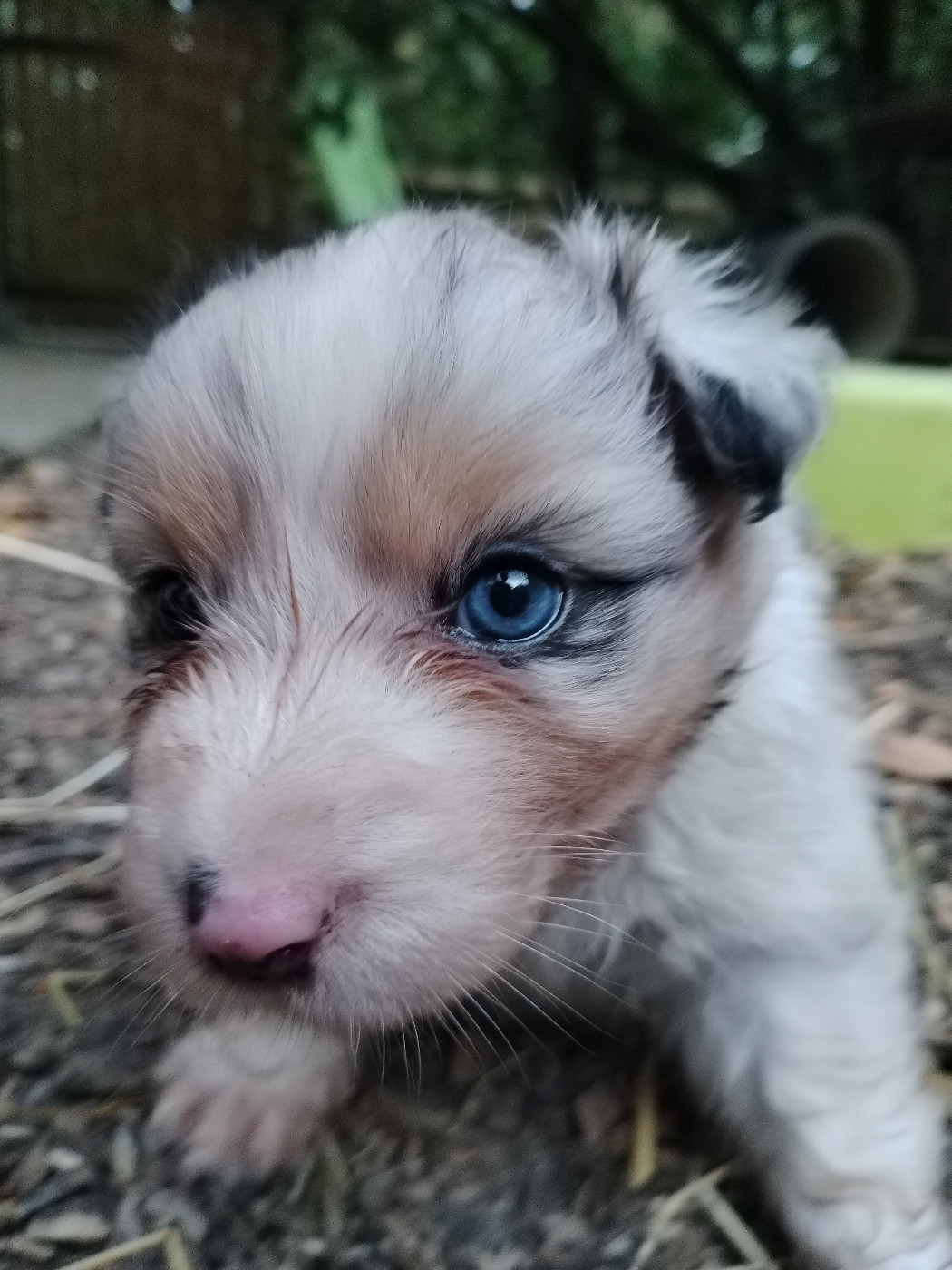 Rainbow's Rivers Shepherds - Chiots disponibles - Berger Australien