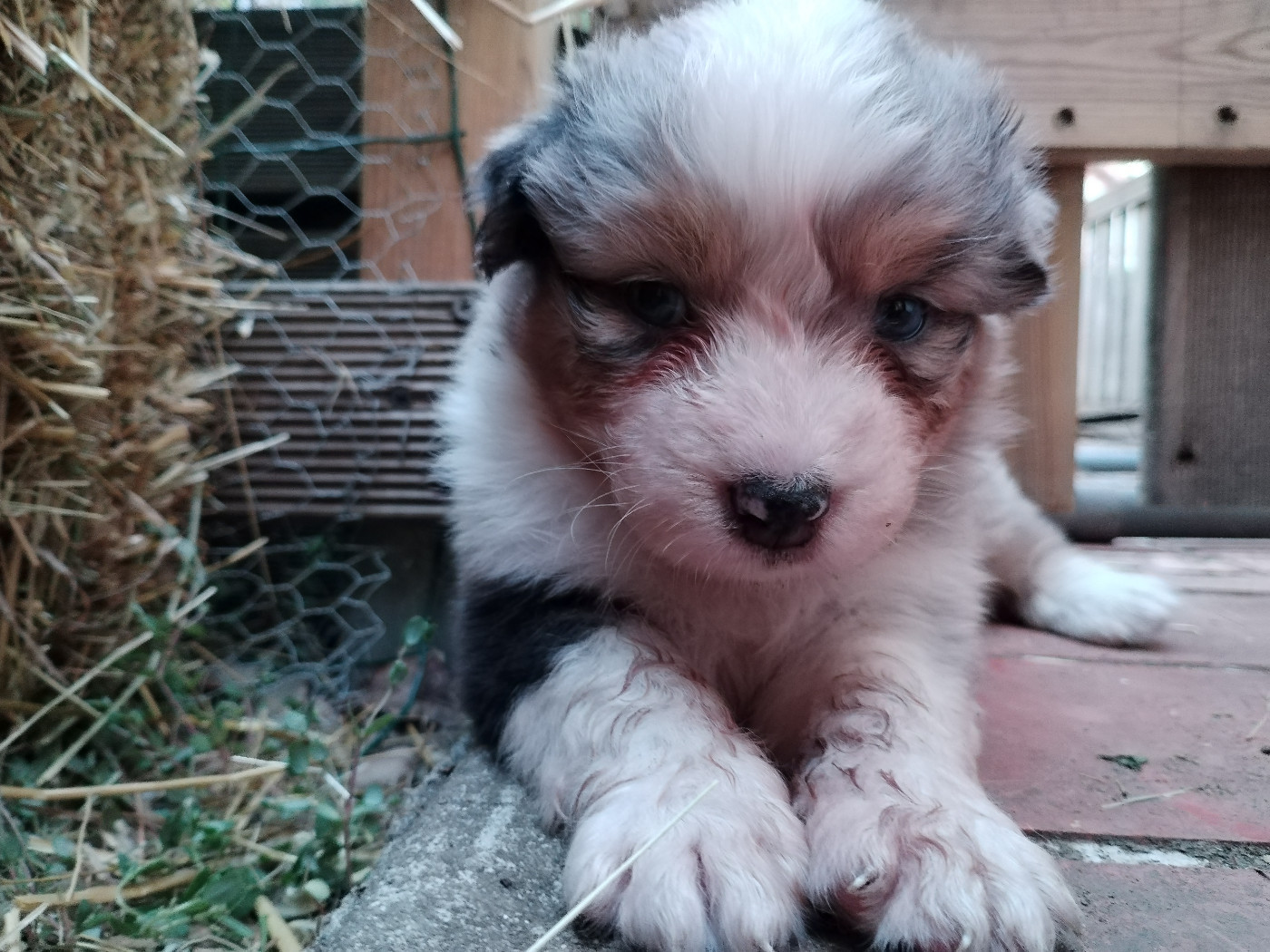 Rainbow's Rivers Shepherds - Chiots disponibles - Berger Australien