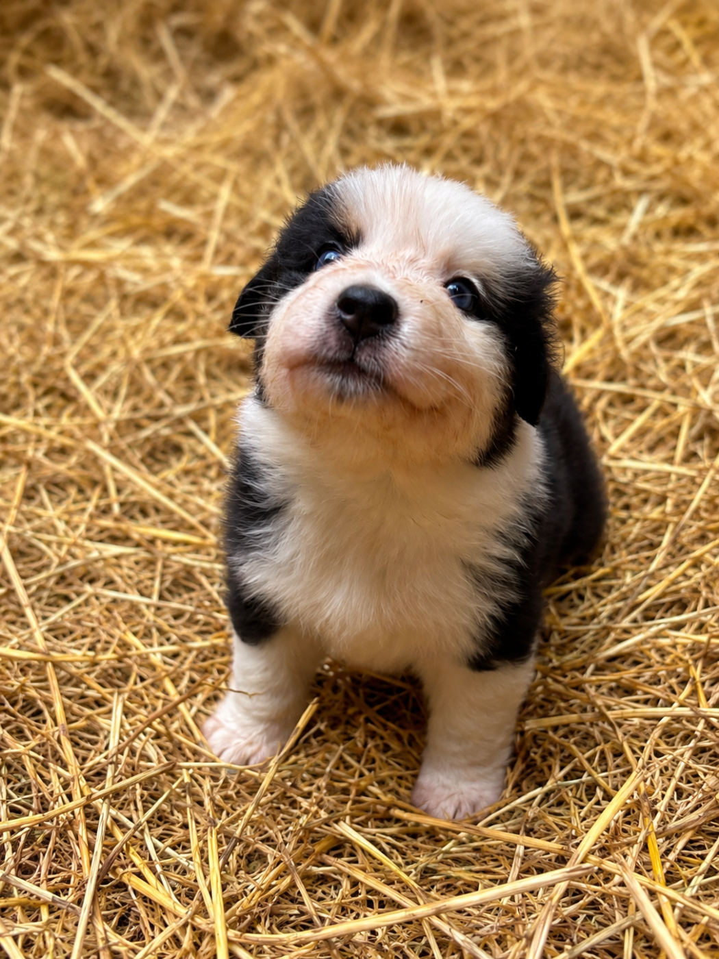 Rainbow's Rivers Shepherds - Chiots disponibles - Berger Australien