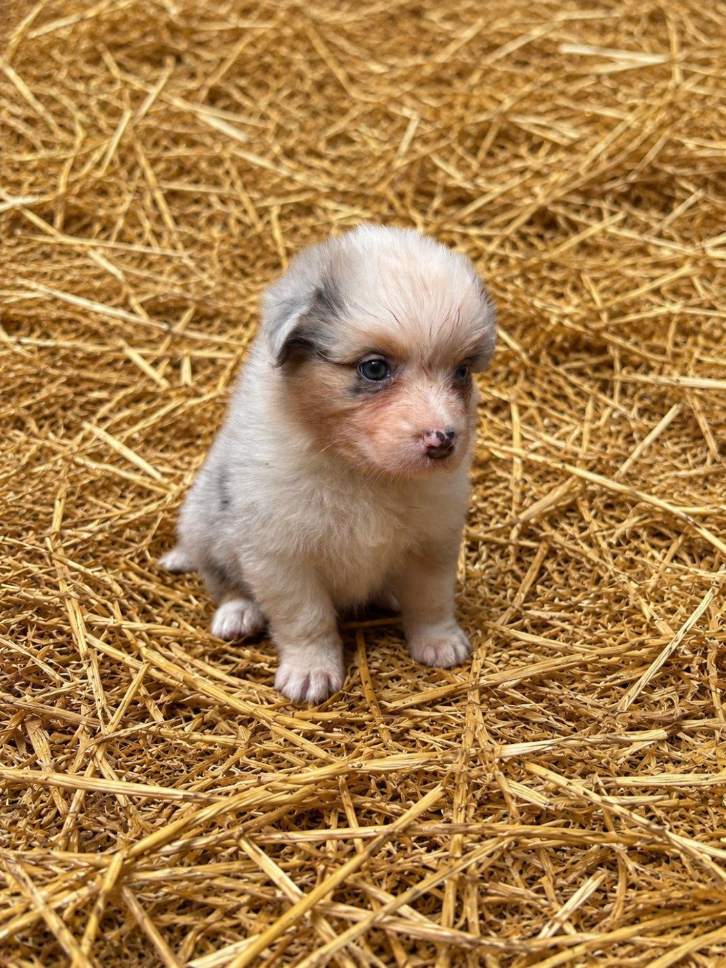 Rainbow's Rivers Shepherds - Chiots disponibles - Berger Australien