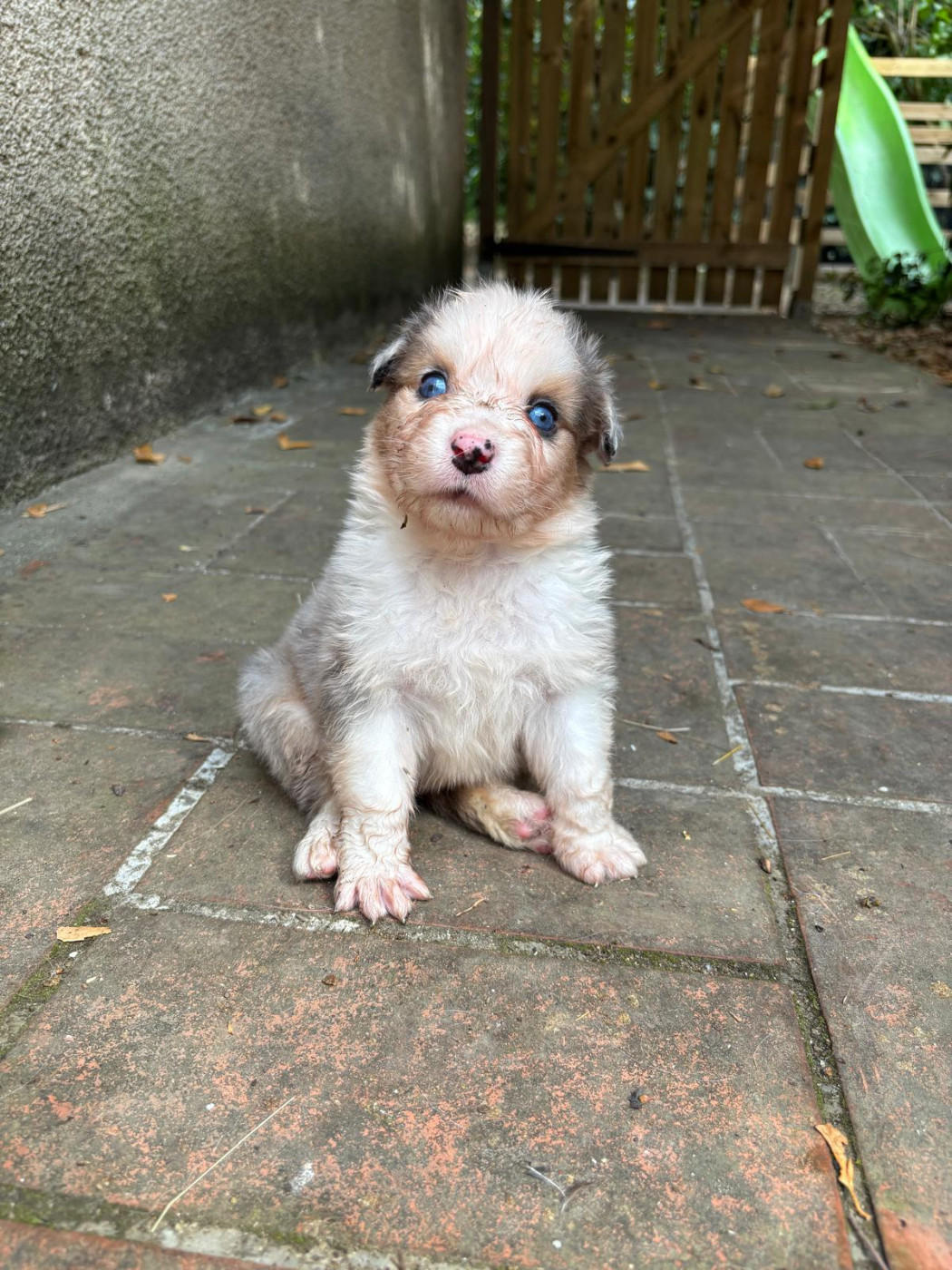 Rainbow's Rivers Shepherds - Chiots disponibles - Berger Australien