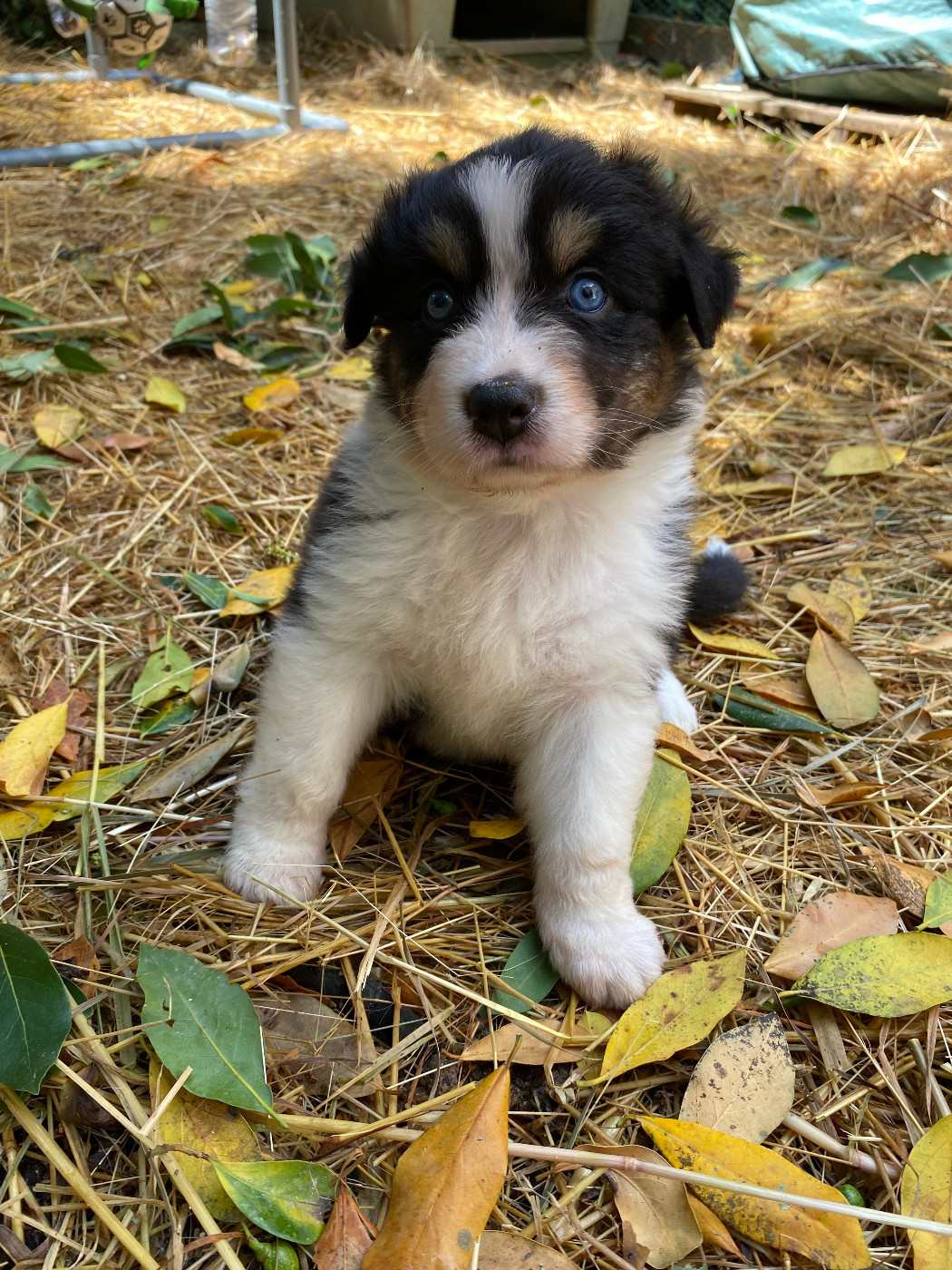 Rainbow's Rivers Shepherds - Chiots disponibles - Berger Australien