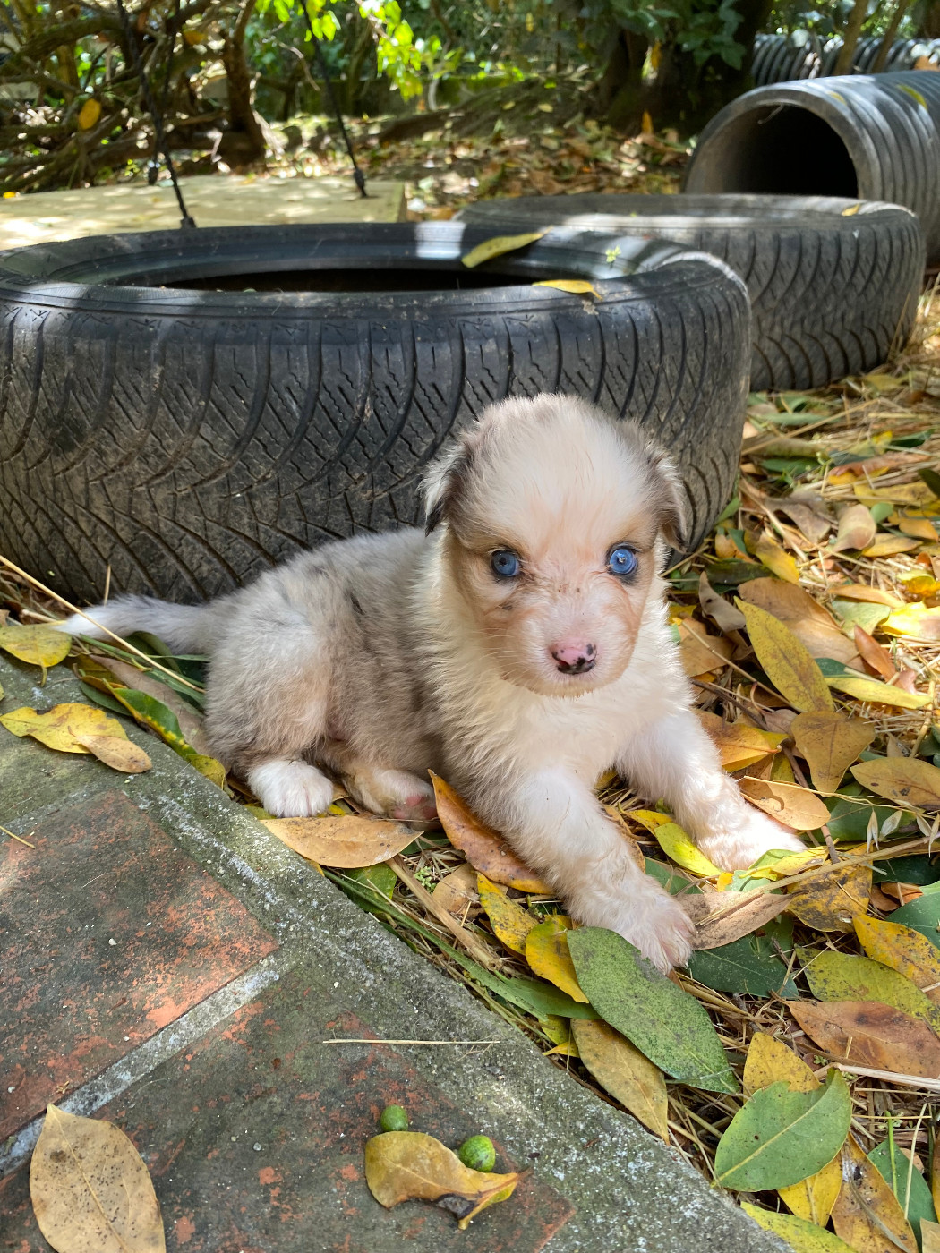 Rainbow's Rivers Shepherds - Chiots disponibles - Berger Australien