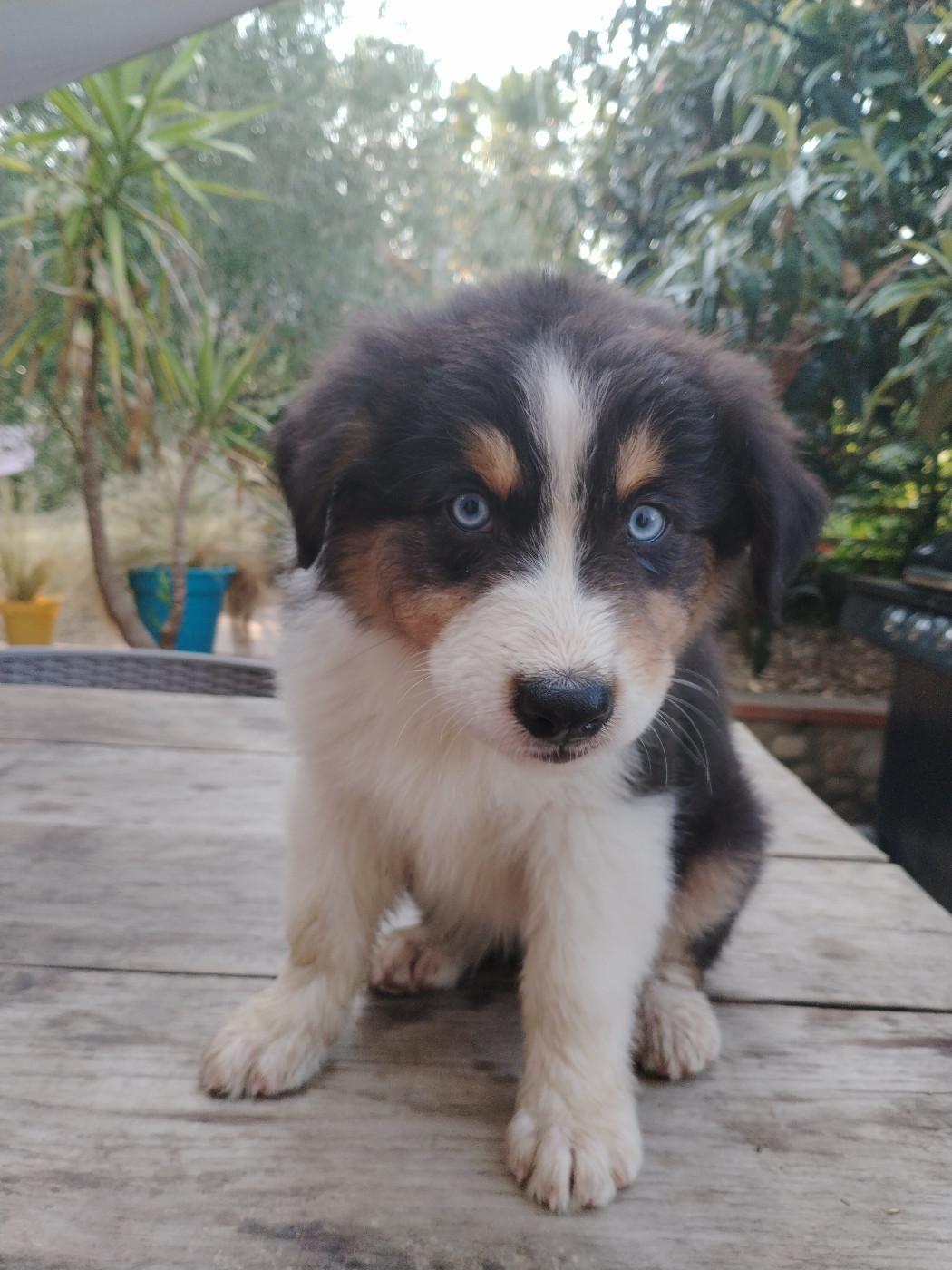 Rainbow's Rivers Shepherds - Chiots disponibles - Berger Australien