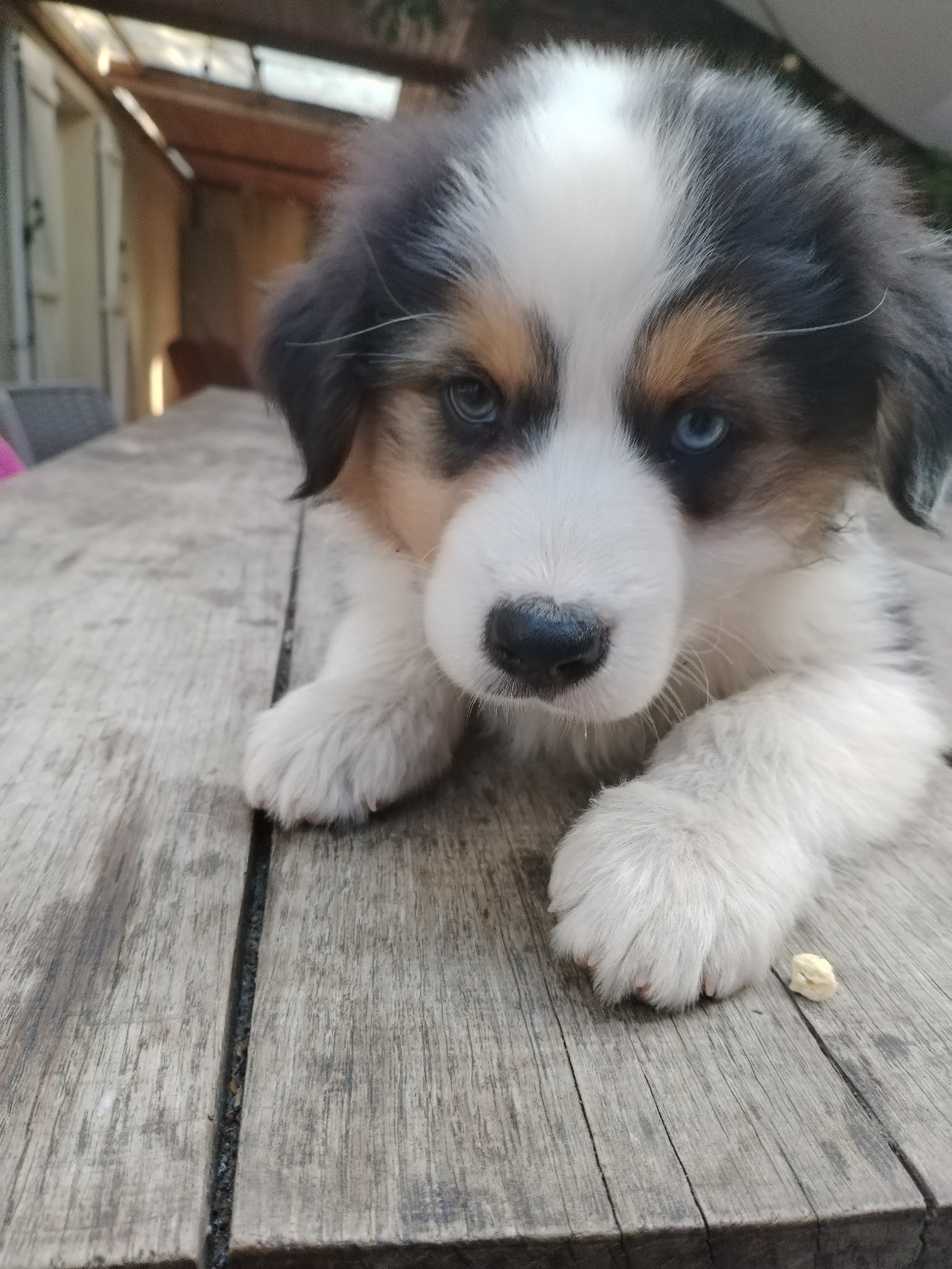 Rainbow's Rivers Shepherds - Chiots disponibles - Berger Australien