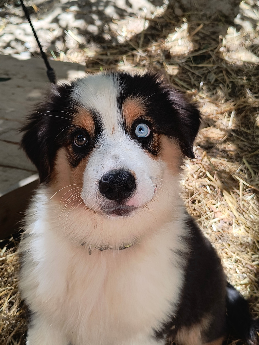 Rainbow's Rivers Shepherds - Chiots disponibles - Berger Australien