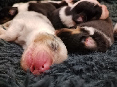 CHIOT 3