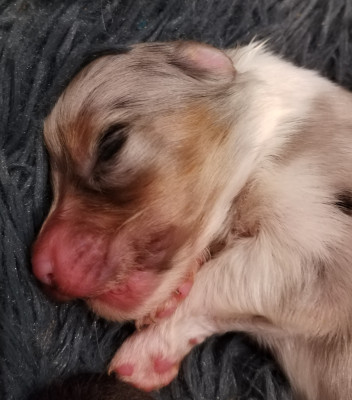 CHIOT 9