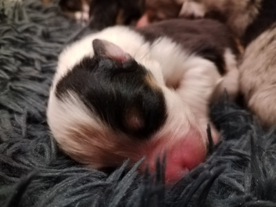 CHIOT 2