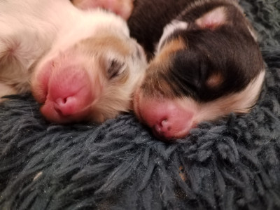 CHIOT 5