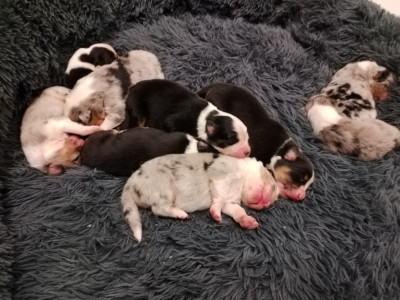 CHIOT 6