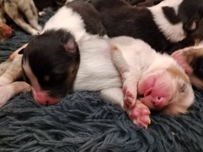 CHIOT 7