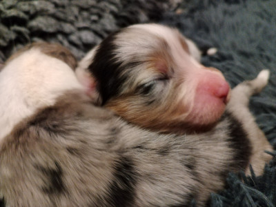 CHIOT 8